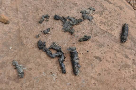 Fezes de onça pintada no meio da estrada que atravessa o Parque do Turvo, na fronteira entre Brasil e Argentina, no município de Derrubadas, no Rio Grande do Sul